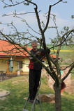 Das Bild zeigt Günter Rheinheimer bei der Baumpflege.